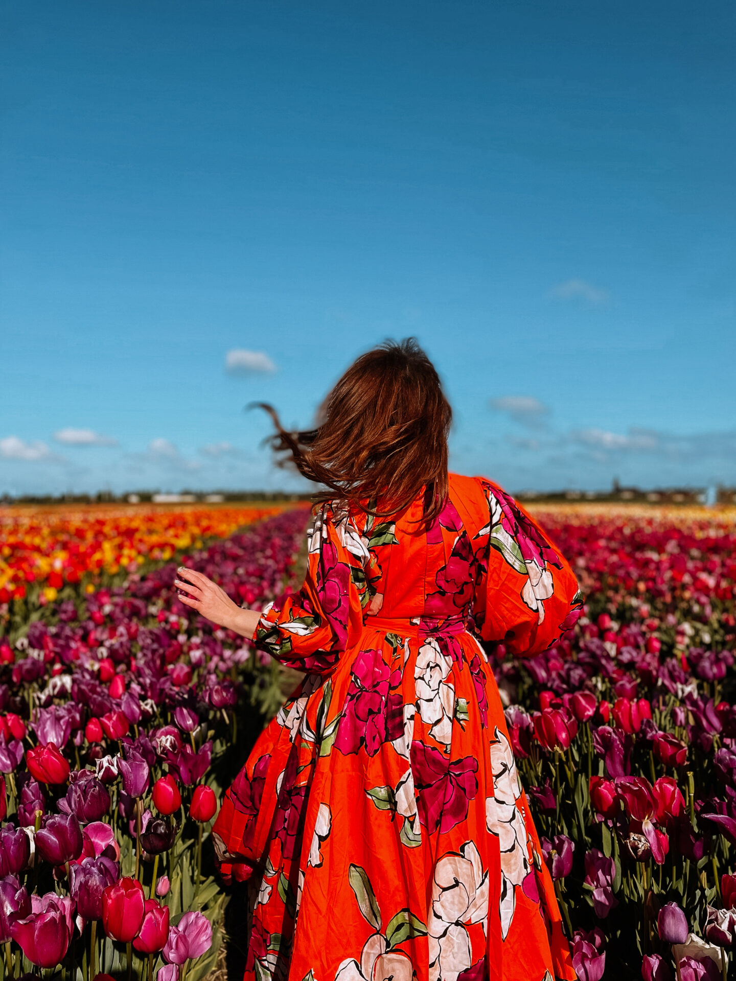 Tulip fields, Lisse, Netherlands